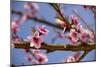 Blossom of Peach in Spring-null-Mounted Photographic Print