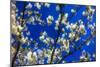 Blossom on Blue, 2018-Helen White-Mounted Giclee Print