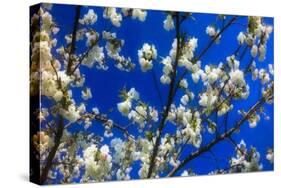 Blossom on Blue, 2018-Helen White-Stretched Canvas