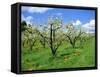 Blossom on Pear Trees in Orchard, Holt Fleet, Worcestershire, England, UK, Europe-David Hunter-Framed Stretched Canvas