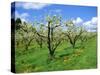 Blossom on Pear Trees in Orchard, Holt Fleet, Worcestershire, England, UK, Europe-David Hunter-Stretched Canvas