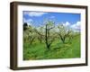 Blossom on Pear Trees in Orchard, Holt Fleet, Worcestershire, England, UK, Europe-David Hunter-Framed Photographic Print