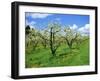 Blossom on Pear Trees in Orchard, Holt Fleet, Worcestershire, England, UK, Europe-David Hunter-Framed Photographic Print