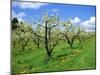 Blossom on Pear Trees in Orchard, Holt Fleet, Worcestershire, England, UK, Europe-David Hunter-Mounted Photographic Print