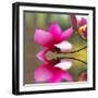 Blossom over Pond-CherylCasey-Framed Photographic Print