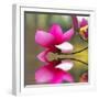 Blossom over Pond-CherylCasey-Framed Photographic Print