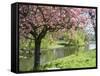 Blossom, Regents Park, London, England, United Kingdom-Ethel Davies-Framed Stretched Canvas