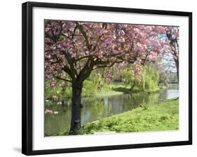 Blossom, Regents Park, London, England, United Kingdom-Ethel Davies-Framed Photographic Print