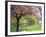 Blossom, Regents Park, London, England, United Kingdom-Ethel Davies-Framed Photographic Print