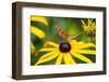 Blossom, Rudbeckia Fulgida, Butterfly, Vanessa Cardui-Alfons Rumberger-Framed Photographic Print