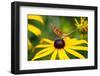 Blossom, Rudbeckia Fulgida, Butterfly, Vanessa Cardui-Alfons Rumberger-Framed Photographic Print