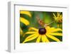 Blossom, Rudbeckia Fulgida, Butterfly, Vanessa Cardui-Alfons Rumberger-Framed Photographic Print