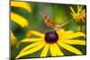 Blossom, Rudbeckia Fulgida, Butterfly, Vanessa Cardui-Alfons Rumberger-Mounted Photographic Print