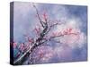 Blossom Season-Thomas Leung-Stretched Canvas