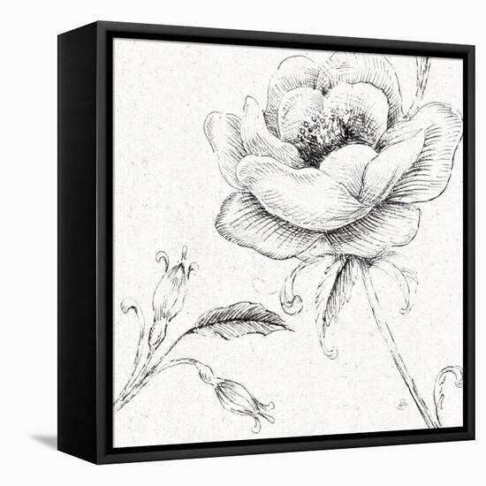 Blossom Sketches II-Daphne Brissonnet-Framed Stretched Canvas