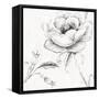 Blossom Sketches II-Daphne Brissonnet-Framed Stretched Canvas