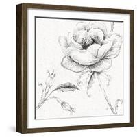 Blossom Sketches II-Daphne Brissonnet-Framed Art Print