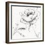 Blossom Sketches II-Daphne Brissonnet-Framed Art Print