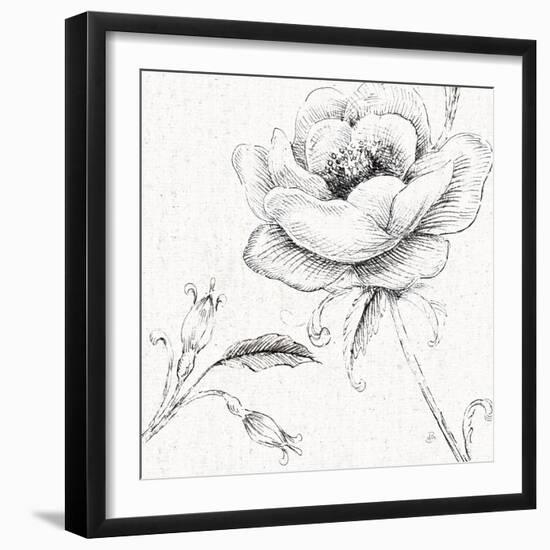 Blossom Sketches II-Daphne Brissonnet-Framed Art Print
