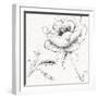 Blossom Sketches II-Daphne Brissonnet-Framed Art Print