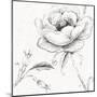 Blossom Sketches II-Daphne Brissonnet-Mounted Art Print