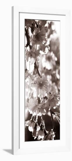 Blossom Triptych II-Renee W. Stramel-Framed Art Print