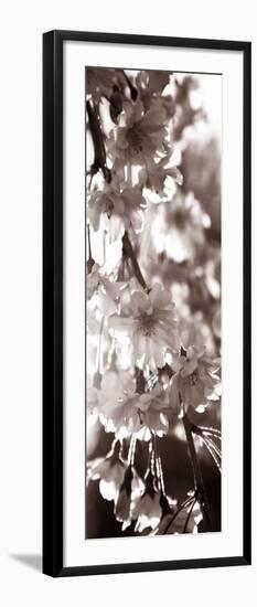 Blossom Triptych II-Renee W. Stramel-Framed Art Print