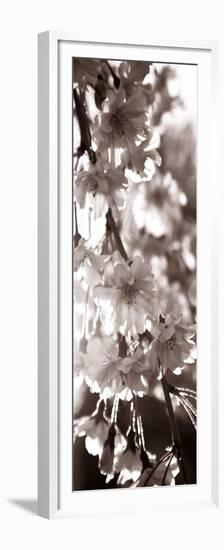 Blossom Triptych II-Renee W. Stramel-Framed Premium Giclee Print