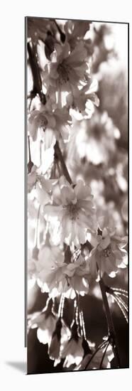 Blossom Triptych II-Renee W. Stramel-Mounted Premium Giclee Print