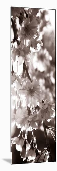 Blossom Triptych II-Renee W. Stramel-Mounted Art Print