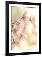 Blossom-Andreas Stridsberg-Framed Giclee Print