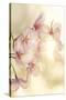 Blossom-Andreas Stridsberg-Stretched Canvas