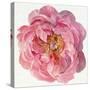 Blossomed Peony II-Jennifer Parker-Stretched Canvas