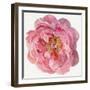 Blossomed Peony II-Jennifer Parker-Framed Art Print