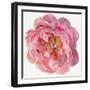Blossomed Peony II-Jennifer Parker-Framed Art Print
