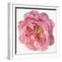 Blossomed Peony II-Jennifer Parker-Framed Art Print