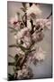 Blossoming Almond 1-Julie Greenwood-Mounted Art Print