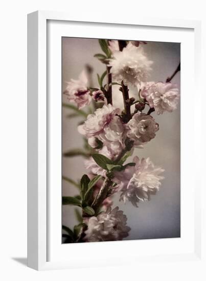 Blossoming Almond 1-Julie Greenwood-Framed Premium Giclee Print