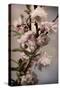 Blossoming Almond 1-Julie Greenwood-Stretched Canvas
