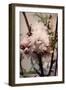 Blossoming Almond 2-Julie Greenwood-Framed Premium Giclee Print