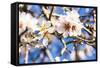 Blossoming Almond Blossoms with Blue Sky, Close-Up, Spring, Santa Maria Del Cami, Majorca-P. Kaczynski-Framed Stretched Canvas