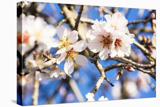 Blossoming Almond Blossoms with Blue Sky, Close-Up, Spring, Santa Maria Del Cami, Majorca-P. Kaczynski-Stretched Canvas