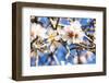 Blossoming Almond Blossoms with Blue Sky, Close-Up, Spring, Santa Maria Del Cami, Majorca-P. Kaczynski-Framed Photographic Print