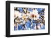 Blossoming Almond Blossoms with Blue Sky, Close-Up, Spring, Santa Maria Del Cami, Majorca-P. Kaczynski-Framed Photographic Print