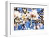 Blossoming Almond Blossoms with Blue Sky, Close-Up, Spring, Santa Maria Del Cami, Majorca-P. Kaczynski-Framed Photographic Print