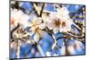 Blossoming Almond Blossoms with Blue Sky, Close-Up, Spring, Santa Maria Del Cami, Majorca-P. Kaczynski-Mounted Photographic Print