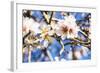 Blossoming Almond Blossoms with Blue Sky, Close-Up, Spring, Santa Maria Del Cami, Majorca-P. Kaczynski-Framed Photographic Print