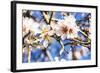 Blossoming Almond Blossoms with Blue Sky, Close-Up, Spring, Santa Maria Del Cami, Majorca-P. Kaczynski-Framed Photographic Print