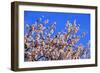 Blossoming Almond Tree, Prunus Dulcis, Is Blossoming, Rhinland Palatinate, Gimmeldingen-Ronald Wittek-Framed Photographic Print