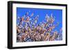 Blossoming Almond Tree, Prunus Dulcis, Is Blossoming, Rhinland Palatinate, Gimmeldingen-Ronald Wittek-Framed Photographic Print